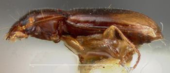 Media type: image;   Entomology 33055 Aspect: habitus lateral view